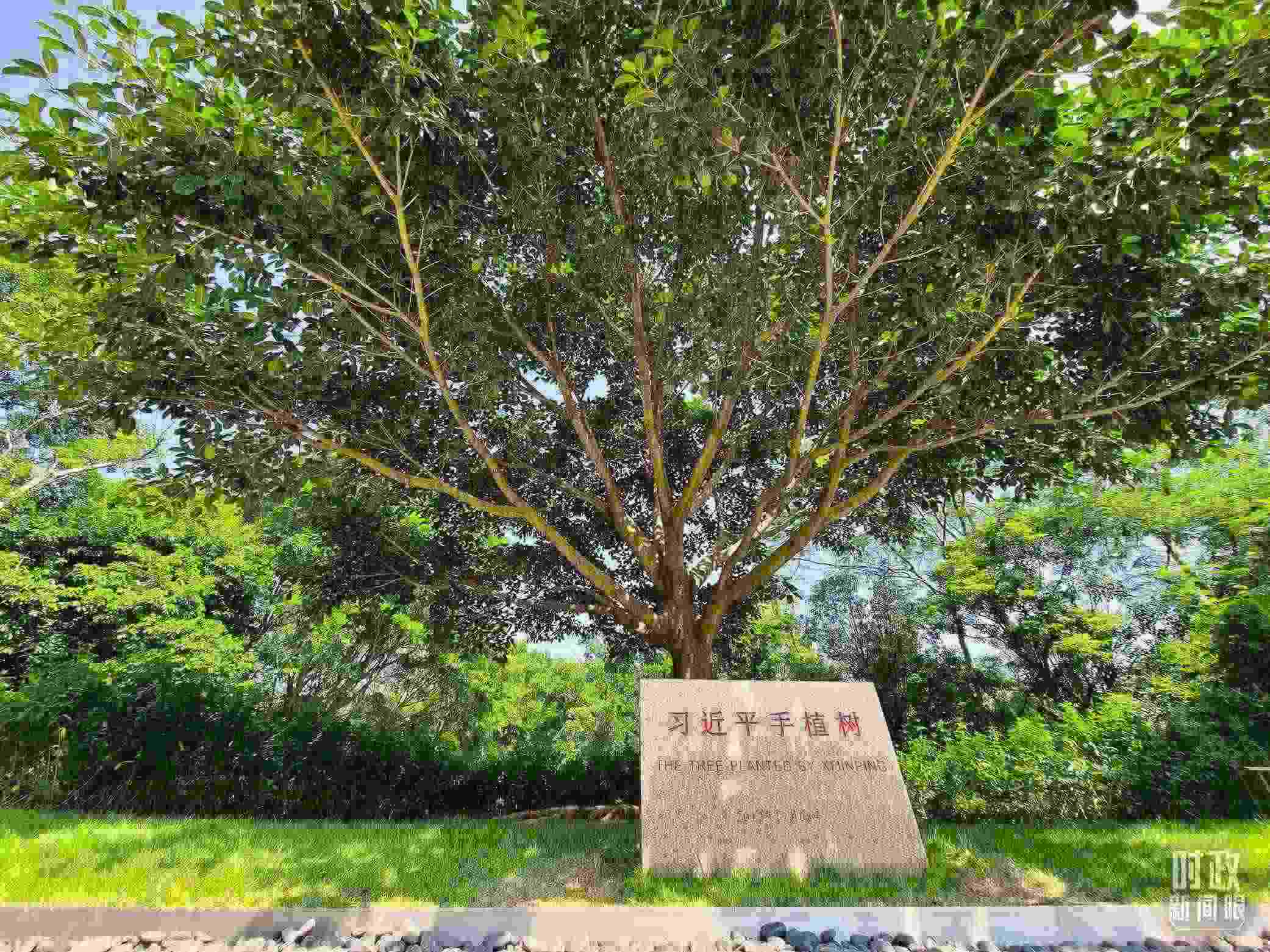 習(xí)近平2012年在深圳蓮花山公園種下的高山榕樹(shù)已枝繁葉茂。（總臺(tái)央視記者趙化拍攝）