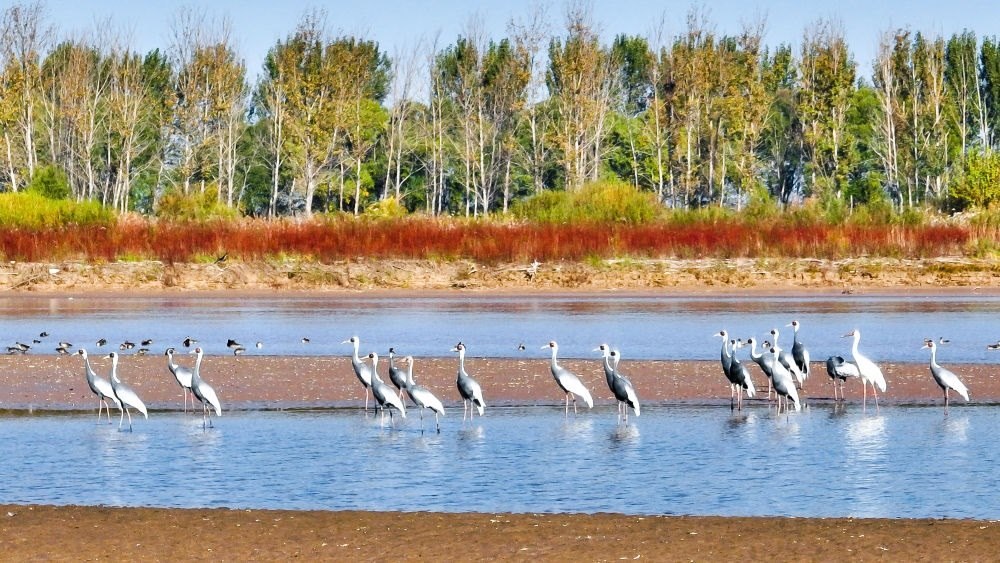 在山東黃河三角洲國家級(jí)自然保護(hù)區(qū)拍攝的白枕鶴（2022年10月18日攝）。新華社發(fā)（楊斌 攝）