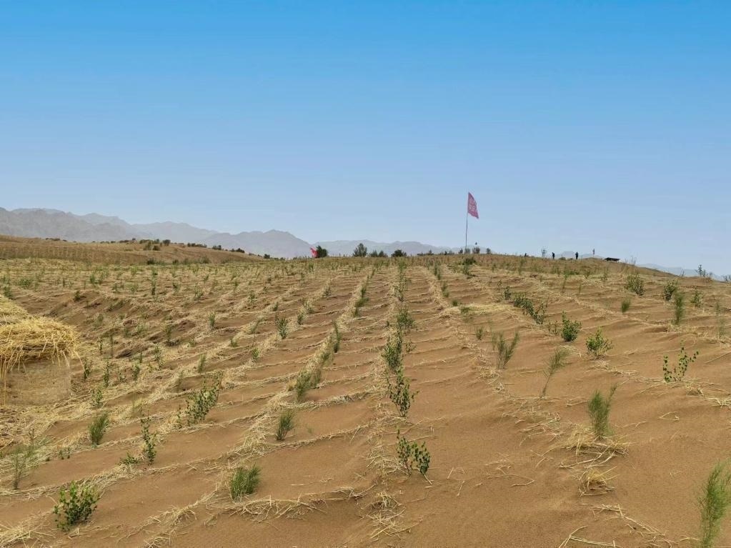 內(nèi)蒙古巴彥淖爾市杭錦后旗治沙新品種沙木蓼和四翅濱藜苗木示范區(qū)。新華社記者 李云平 攝