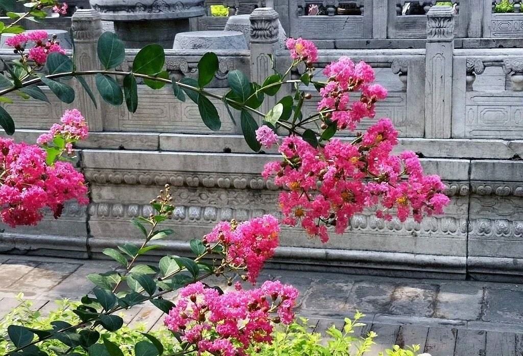 夏天的故宮一角。故宮博物院供圖