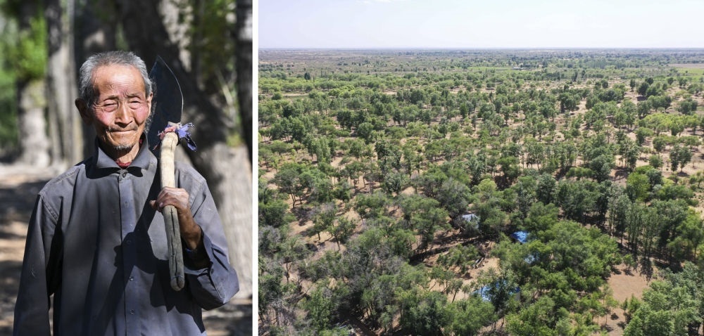 拼版照片：左圖為內(nèi)蒙古鄂托克前旗呼和陶勒蓋嘎查的牧民曹扎娃出門(mén)勞作（2023年6月14日攝）；右圖為曹扎娃的承包地（2023年6月14日攝，無(wú)人機(jī)照片）。20世紀(jì)80年代，在毛烏素沙地中，曹扎娃主動(dòng)承包了2300多畝沙地。這么多年來(lái)，曹扎娃堅(jiān)持種樹(shù)治沙，最終將沙地變成了林海。新華社記者 劉磊 攝