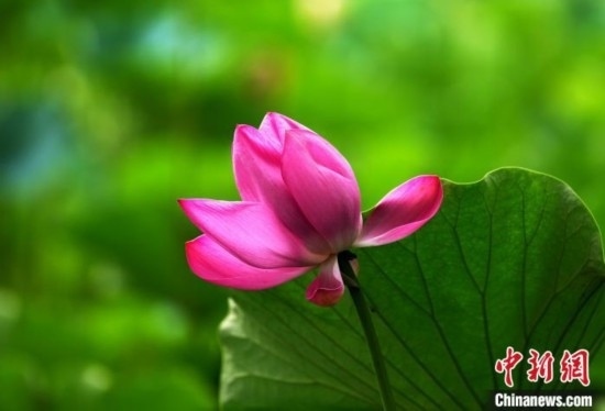 6月19日，時值一年畢業(yè)季，四川大學(xué)望江校區(qū)荷花池里的荷花盛開，成為了畢業(yè)生們的打卡圣地，吸引了眾多畢業(yè)生拍照留念。圖為盛開的荷花。中新社記者 安源 攝