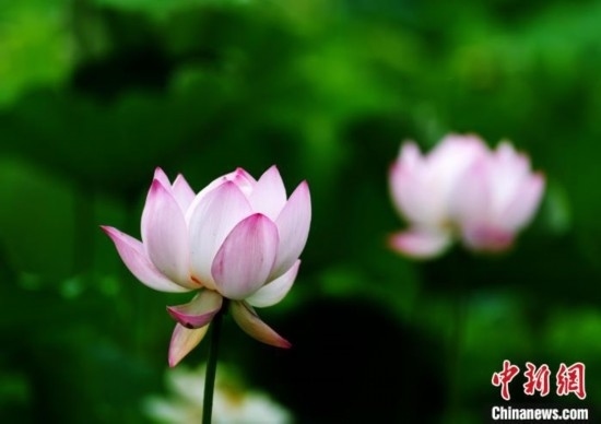 6月19日，時值一年畢業(yè)季，四川大學(xué)望江校區(qū)荷花池里的荷花盛開，成為了畢業(yè)生們的打卡圣地，吸引了眾多畢業(yè)生拍照留念。圖為盛開的荷花。中新社記者 安源 攝