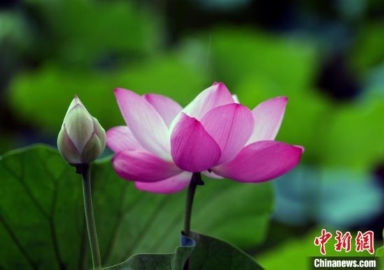 6月19日，時值一年畢業(yè)季，四川大學(xué)望江校區(qū)荷花池里的荷花盛開，成為了畢業(yè)生們的打卡圣地，吸引了眾多畢業(yè)生拍照留念。圖為盛開的荷花。中新社記者 安源 攝