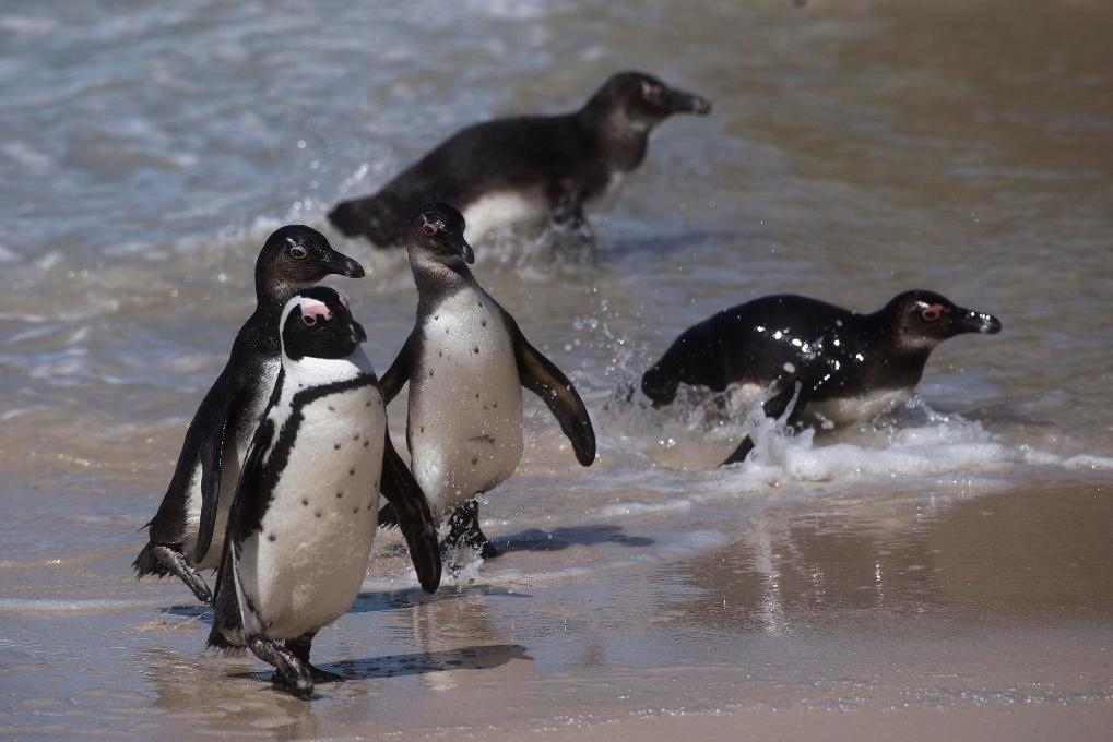 這是2021年9月29日在南非西蒙斯敦的博爾德斯海灘拍攝的捕食歸來的非洲企鵝。新華社記者 陳誠 攝
