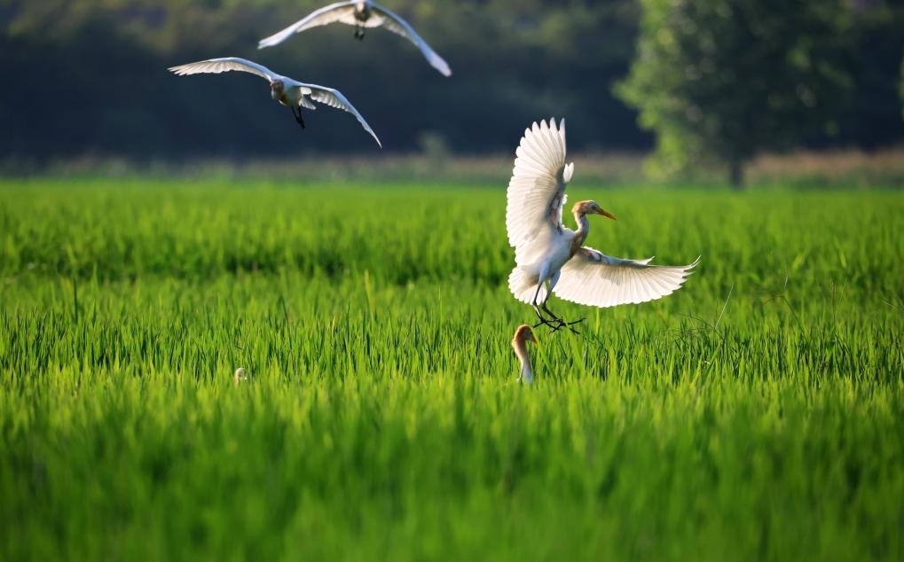2023年8月7日，鷺鳥在山東省臨沂市郯城縣郯城街道水稻田間飛舞。新華社發(fā)（張春雷 攝）