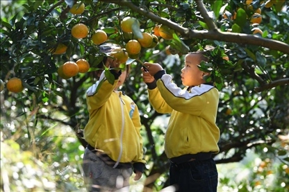 貴州黃平縣小朋友在校外勞動實(shí)踐基地采摘柑橘。