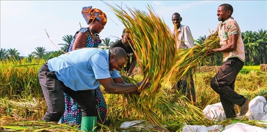 2018 年，中國農(nóng)業(yè)專家組在布隆迪布班扎省吉漢加縣設(shè)立首個(gè)水稻減貧示范村。圖為當(dāng)?shù)剞r(nóng)戶在稻田里給雜交水稻脫粒（2023 年 6 月 20 日攝） 韓旭攝 / 本刊