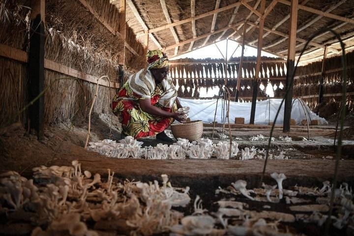 2024年2月6日，在中非共和國達(dá)馬拉，法蒂瑪在菇棚內(nèi)收獲菌草菇。2022年，法蒂瑪在聽說中國菌草專家在班吉傳授技術(shù)后主動前往學(xué)習(xí)，從一間小菌棚起步，逐漸擴大為如今小有名氣的合作社。新華社記者 韓旭 攝