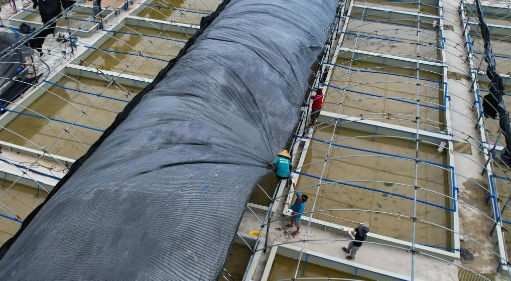 在文昌市翁田鎮(zhèn)的海興農(nóng)翁田蝦苗場，工人重新鋪設(shè)頂棚。無人機照片，新華社記者楊冠宇 攝