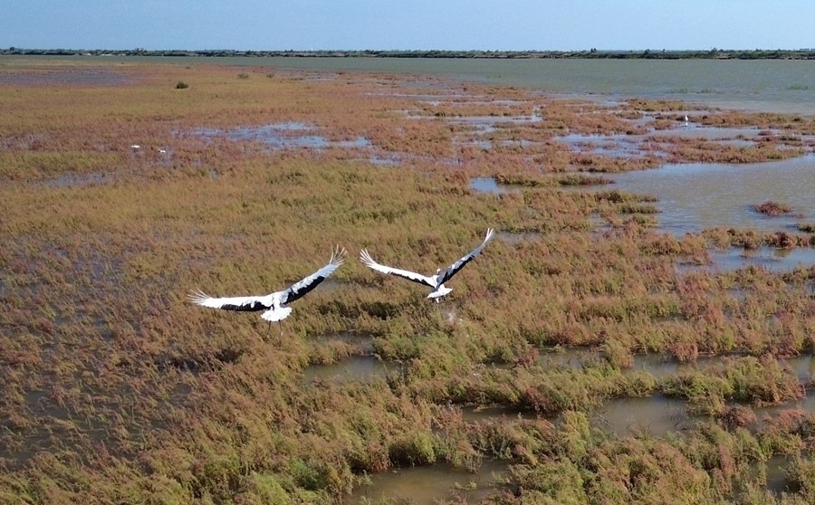 2024年8月28日，丹頂鶴在黃河三角洲國(guó)家級(jí)自然保護(hù)區(qū)展翅翱翔（無(wú)人機(jī)照片）。新華社記者 徐速繪 攝