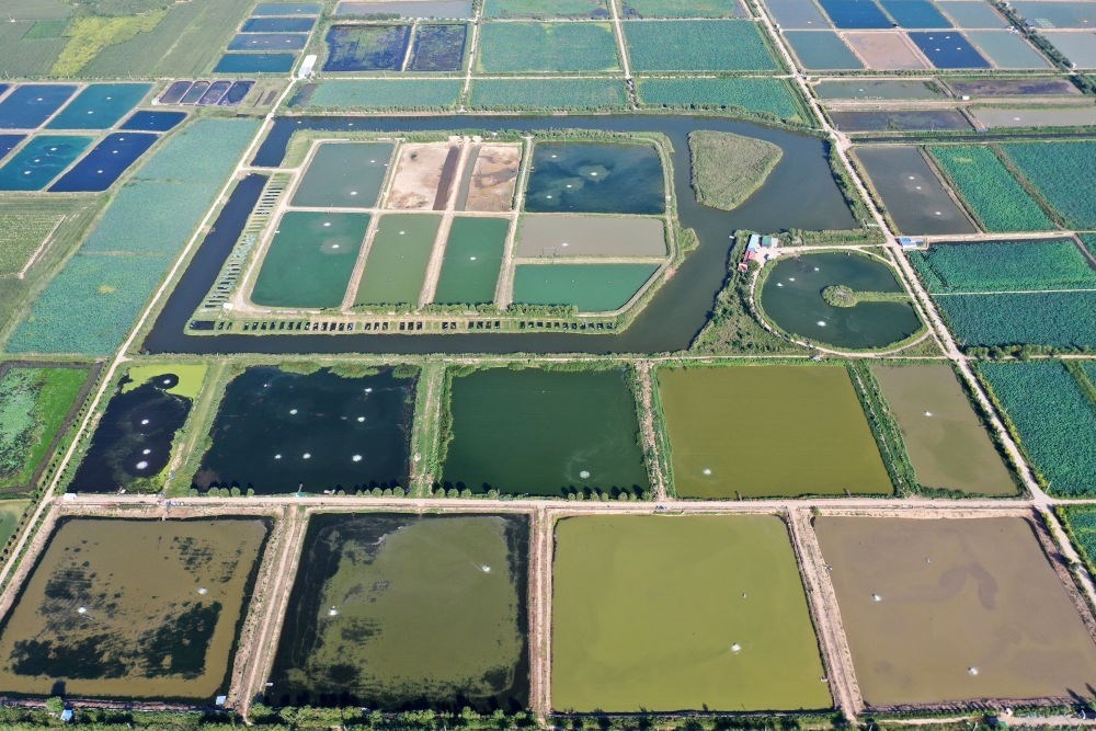 2024年8月13日在山西省臨猗縣薛公村拍攝的蟹塘（無人機(jī)照片）。薛公村位于黃河岸邊，有5000多畝黃河灘涂和近5000畝荒溝。當(dāng)?shù)赝ㄟ^將荒溝和灘涂進(jìn)行整合，發(fā)展特色水產(chǎn)養(yǎng)殖，讓守著黃河水、住在黃河灘的薛公村村民有了新的致富路。