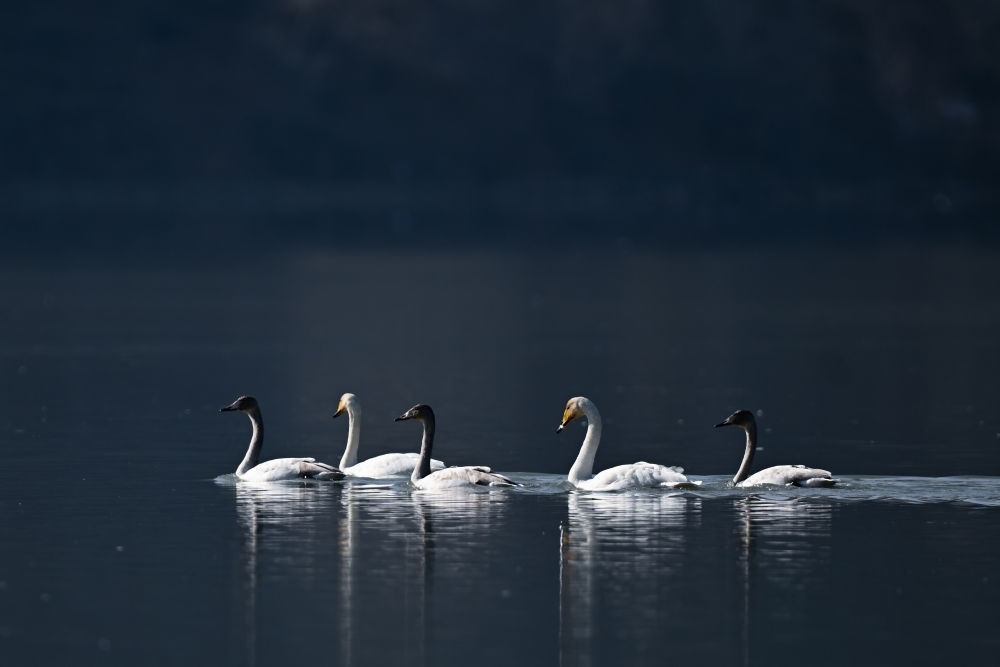 2023年11月30日，天鵝在青海省海東市化隆回族自治縣群科鎮(zhèn)境內(nèi)的黃河上游弋。近年來，青海省加大力度保護(hù)治理境內(nèi)黃河流域，改善當(dāng)?shù)厣鷳B(tài)環(huán)境，為越冬候鳥提供良好棲息地。