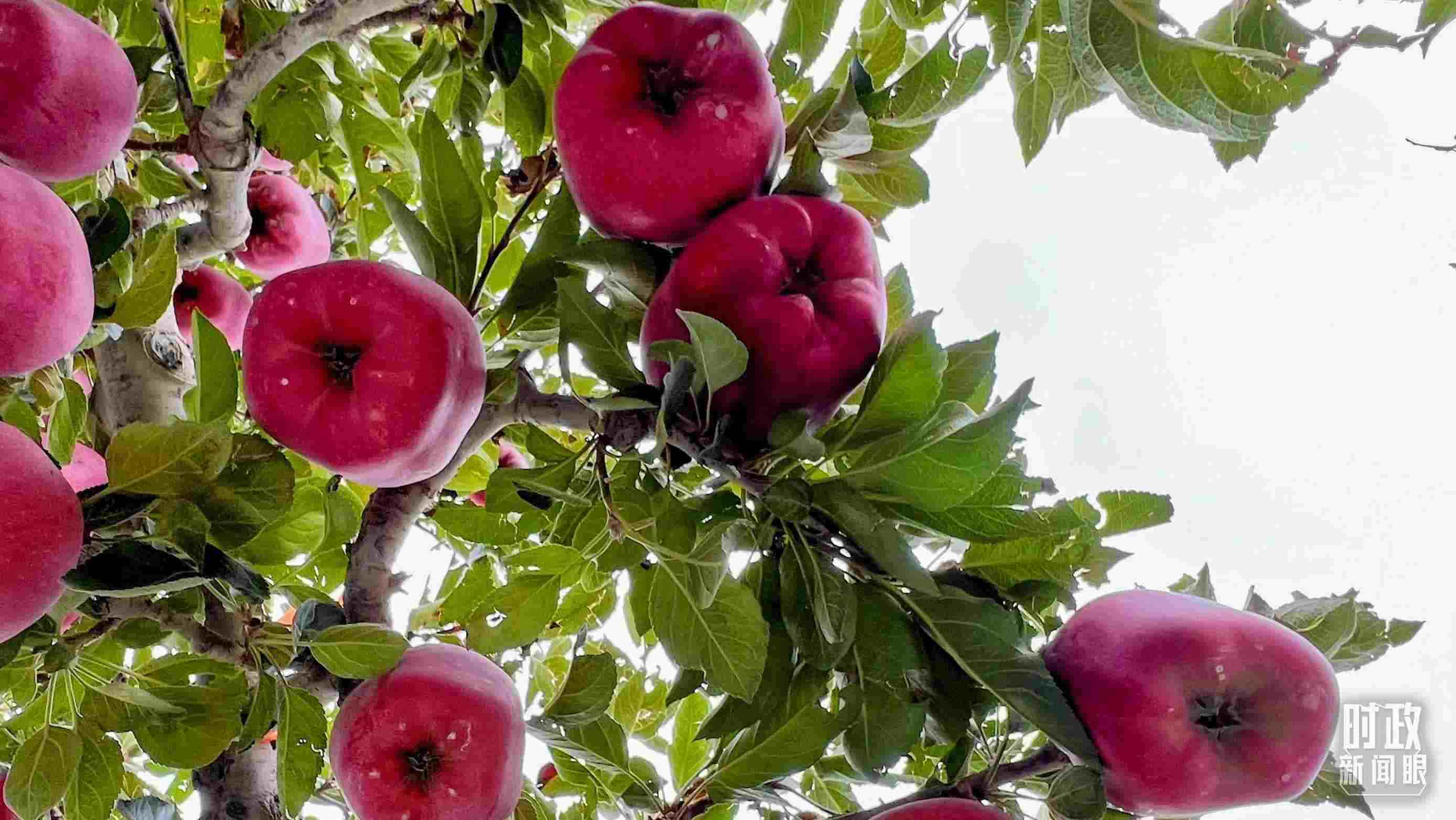 △南山花牛蘋果基地是元帥系蘋果生產(chǎn)基地。（總臺央視記者程鋮拍攝）