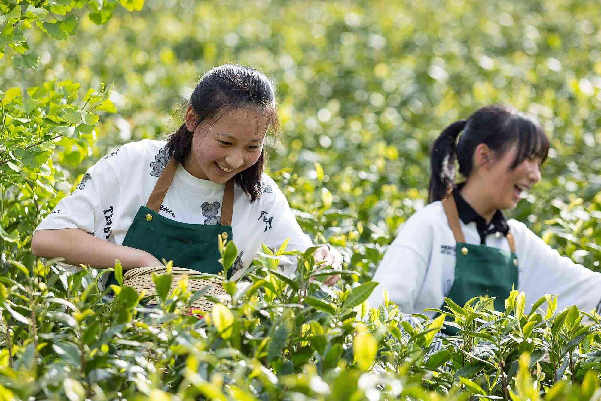 浙江安吉，游客在茶園里體驗(yàn)采茶
