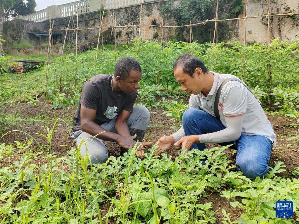 中國援圣普農(nóng)牧業(yè)技術項目組專家彭杰（右）在圣多美和普林西比的梅佐希大區(qū)指導蔬菜種植戶改善田間管理技術（2024年1月25日攝）。新華社發(fā)（中國援圣普農(nóng)技組供圖）