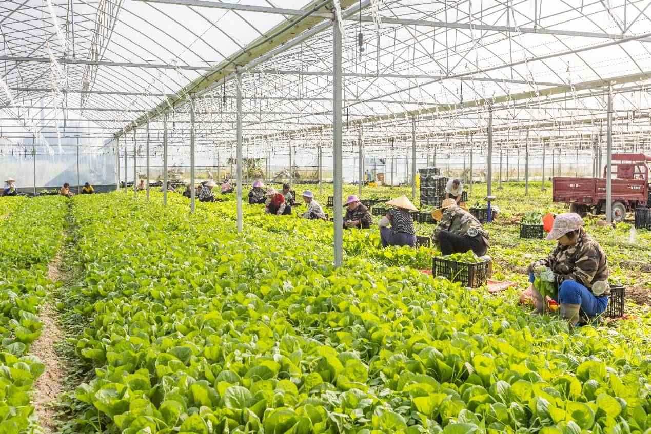 2024年10月8日，在廣西梧州市蒙山縣文圩鎮(zhèn)大明村一個(gè)大棚蔬菜基地內(nèi)，民工在采摘、包裝包心菜，準(zhǔn)備運(yùn)銷外地。來(lái)源：人民圖片