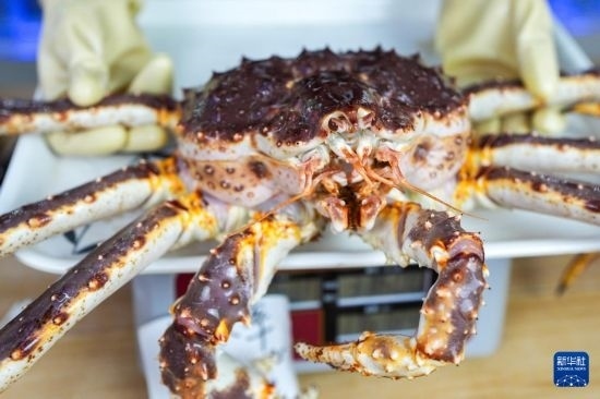 這是9月20日在吉林省琿春市的東北亞跨境電商產(chǎn)業(yè)園內(nèi)的帝王蟹保稅店拍攝的帝王蟹。新華社記者 許暢 攝