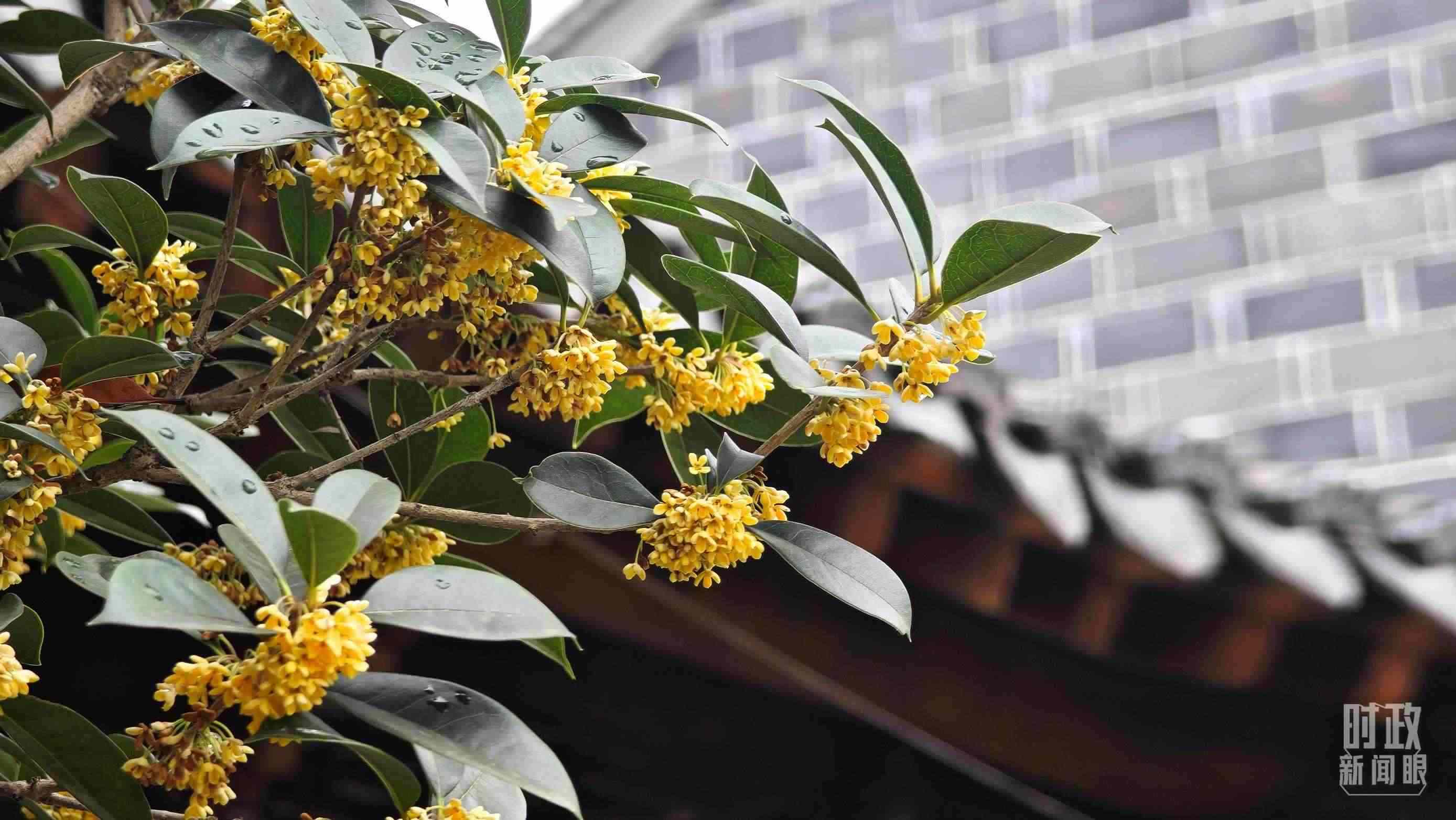 △六尺巷。（總臺(tái)央視記者趙化、彭漢明拍攝）