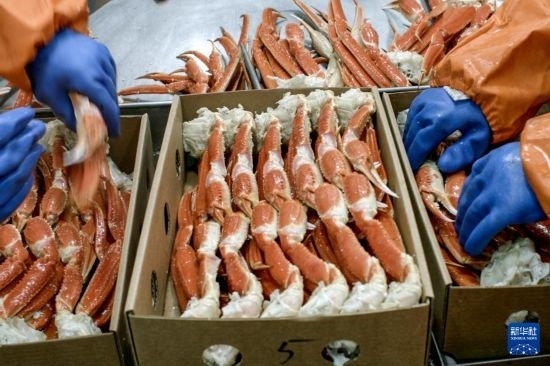 俄羅斯蟹業(yè)集團的工作人員在生產(chǎn)線上加工產(chǎn)品（資料照片）。新華社發(fā)（俄羅斯蟹業(yè)集團供圖）
