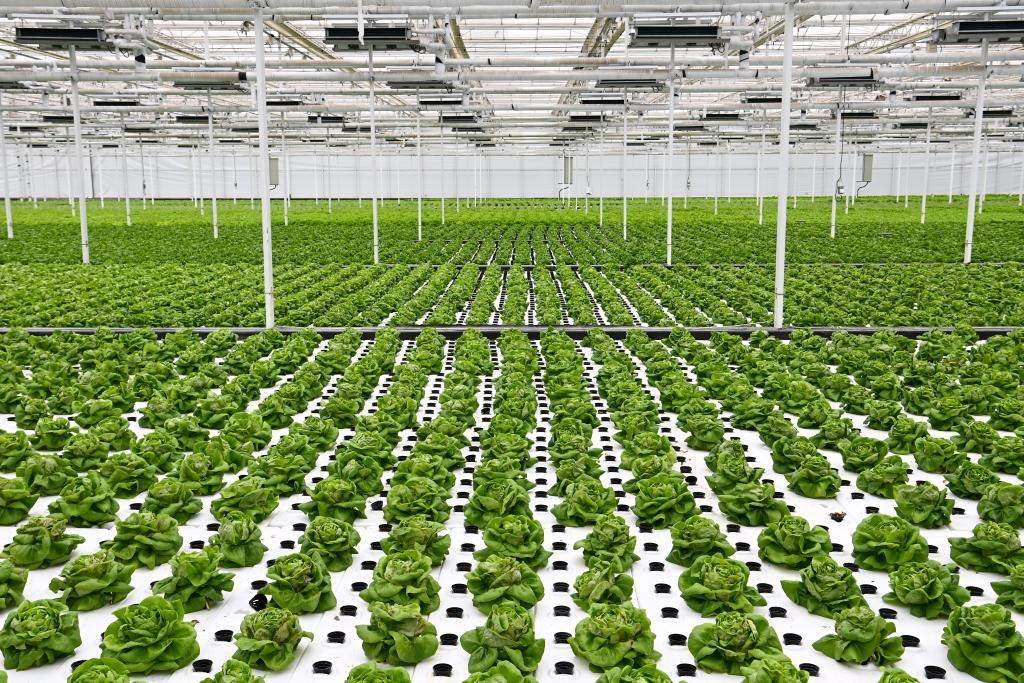 10月26日，楊凌智慧農(nóng)業(yè)示范園智慧溫室內(nèi)通過無土栽培技術(shù)種植的蔬菜。新華社記者 鄒競一 攝