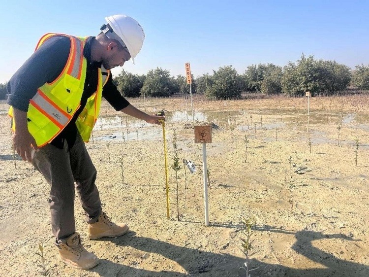 工作人員在監(jiān)測紅樹苗生長情況。中國土木供圖