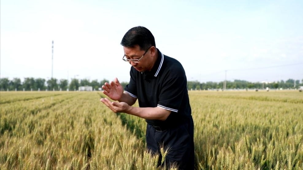 張福鎖在曲周查看小麥長勢。受訪者供圖