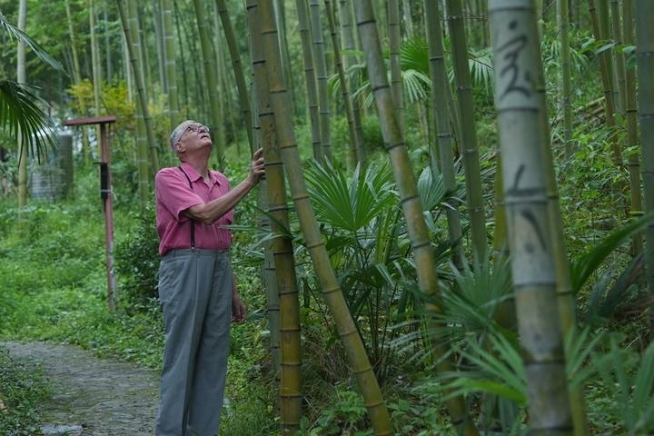 奈斯在莫干山的竹林里散步。