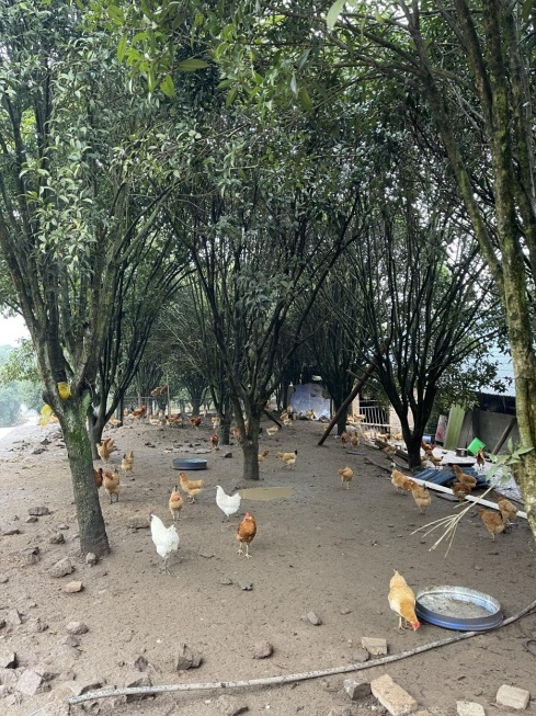 桂花林里的桂飛雞。劉軍國攝