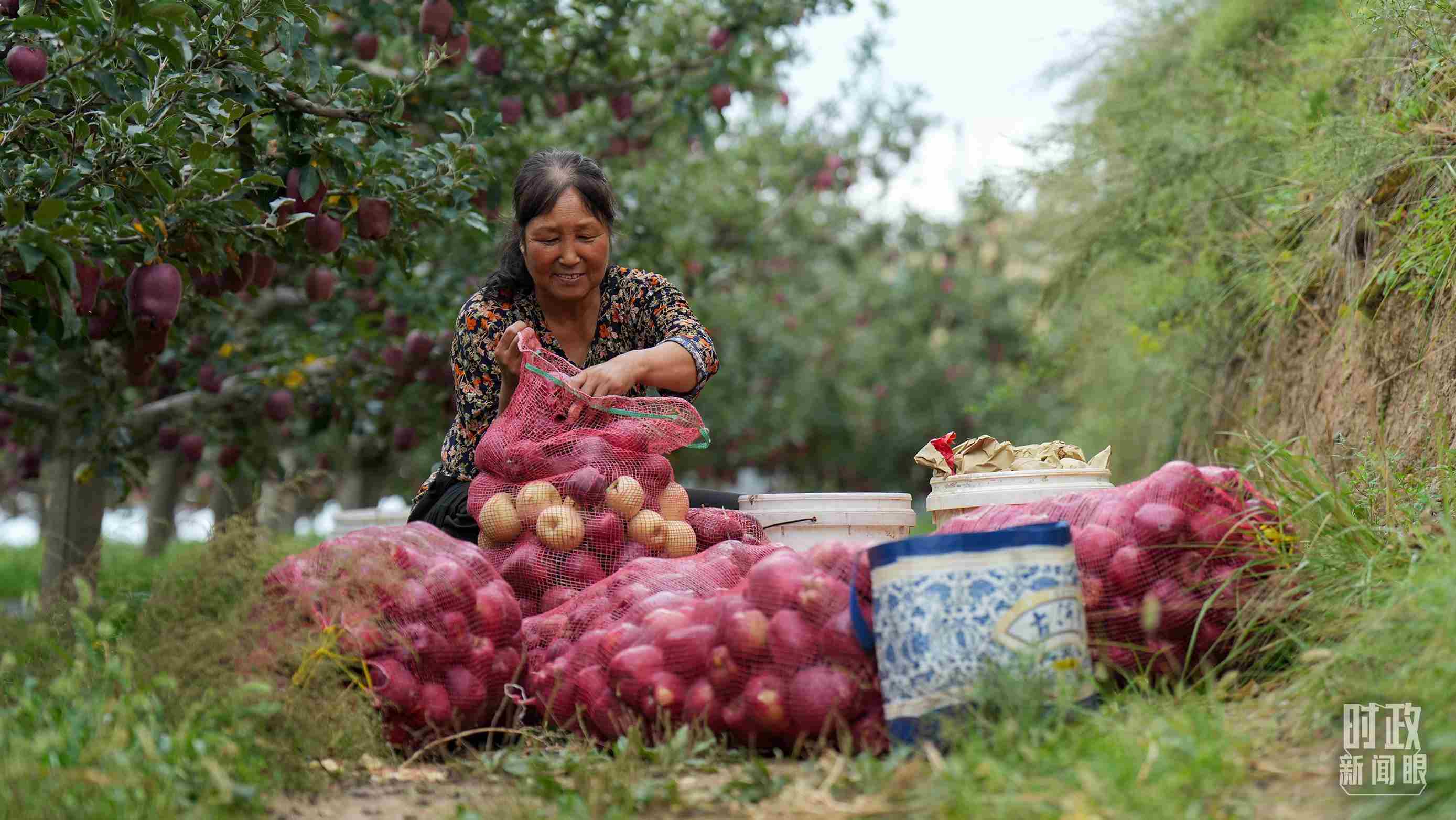 △甘肅天水的花牛蘋果已經(jīng)成為當(dāng)?shù)厝罕姷摹吧鷳B(tài)果”“致富果”。（總臺(tái)記者李晉拍攝）
