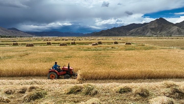 2024年9月10日在西藏日喀則市白朗縣巴扎鄉(xiāng)拍攝的秋收場景（無人機(jī)照片）。新華社記者 晉美多吉 攝
