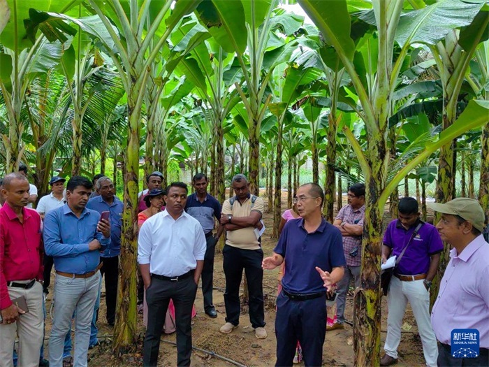 10月10日，在斯里蘭卡霍勒訥的一處香蕉示范基地，中國(guó)、聯(lián)合國(guó)糧農(nóng)組織與斯里蘭卡南南合作項(xiàng)目中國(guó)專家組組長(zhǎng)孫德權(quán)為當(dāng)?shù)剞r(nóng)民進(jìn)行技術(shù)培訓(xùn)。新華社發(fā)（中國(guó)、聯(lián)合國(guó)糧農(nóng)組織與斯里蘭卡南南合作項(xiàng)目專家組供圖）
