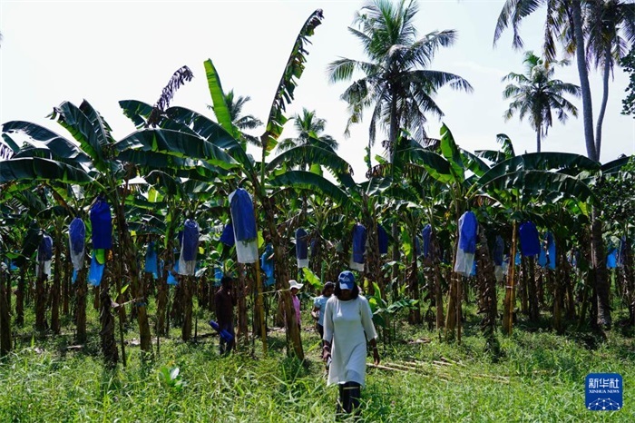 12月23日，在斯里蘭卡馬坎杜拉，農(nóng)民走過(guò)中國(guó)技術(shù)試驗(yàn)田香蕉田。新華社記者 陳冬書(shū) 攝