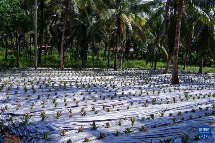 這是12月23日在斯里蘭卡馬坎杜拉拍攝的農(nóng)民里尚·普爾納的菠蘿田。新華社記者 陳冬書(shū) 攝