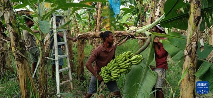 12月28日，在斯里蘭卡馬坎杜拉，當(dāng)?shù)剞r(nóng)民收獲香蕉。新華社發(fā)（中國(guó)、聯(lián)合國(guó)糧農(nóng)組織與斯里蘭卡南南合作項(xiàng)目專家組供圖）
