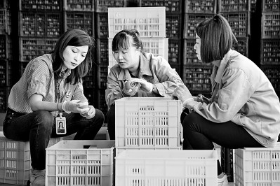 為拓展柿子產業(yè)發(fā)展新途徑，在陜西富平淡村鎮(zhèn)，歸國留學生王薇參與創(chuàng)建了一座柿酒酒莊。新華社發(fā)