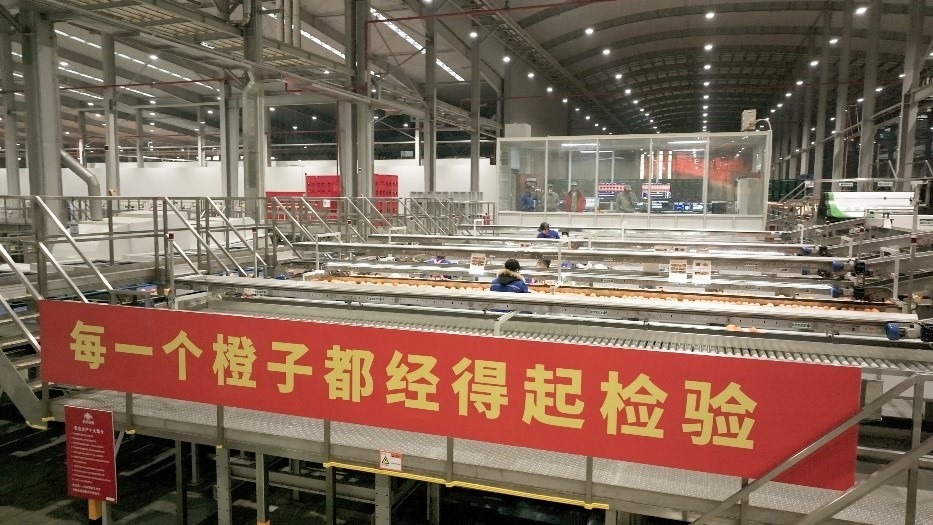 工人在智能生產(chǎn)線上對(duì)臍橙精深加工。人民網(wǎng)記者 張力洋攝