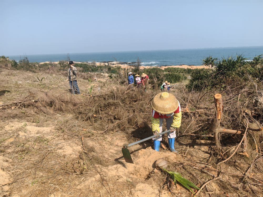 2025年1月19日，在海南文昌市，工人正在修復海岸防風林。新華社記者吳茂輝 攝