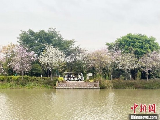 3月7日，廣州海珠國家濕地公園宮粉紫荊花海吸引游人。中新社記者 許青青 攝