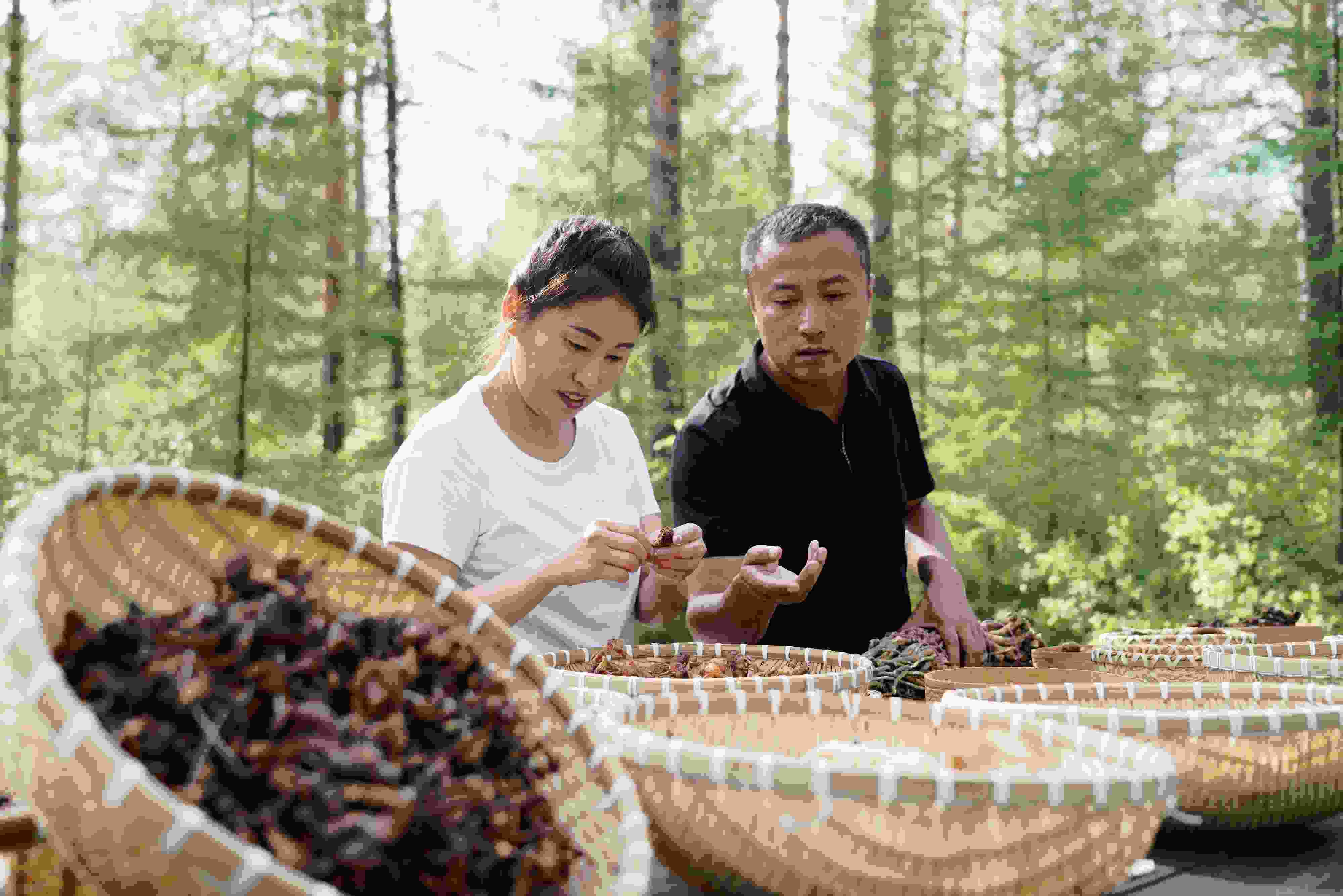 2024年8月6日，黑龍江漠河林場員工正在分揀采集來的林下產(chǎn)品。