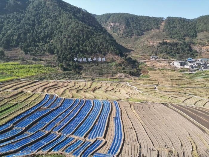 △近日，四川涼山一現(xiàn)代農(nóng)業(yè)園春耕育秧?yè)屴r(nóng)時(shí)。