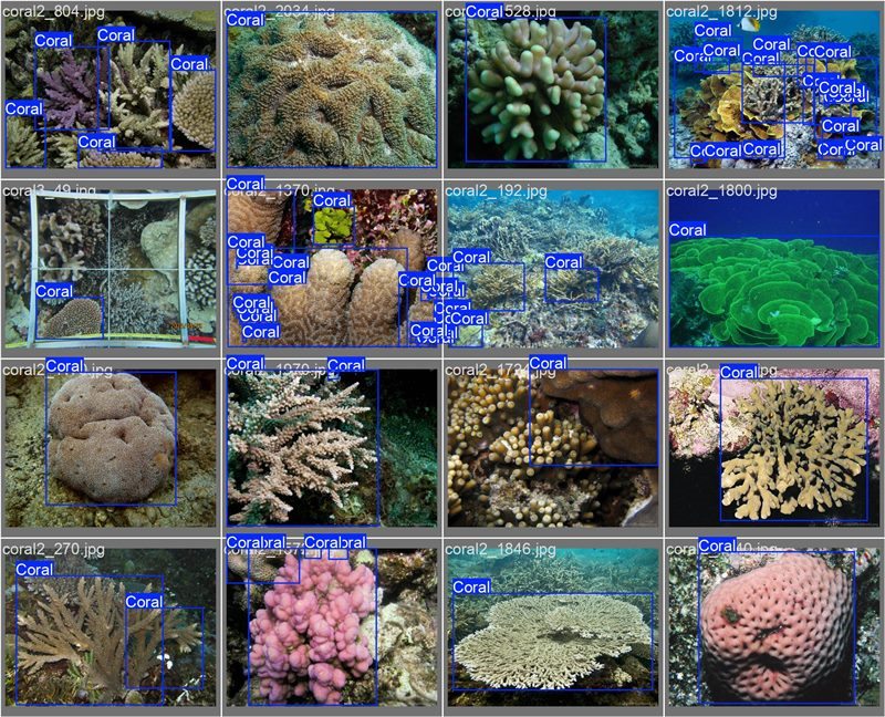 南海珊瑚識(shí)別。阿里云供圖