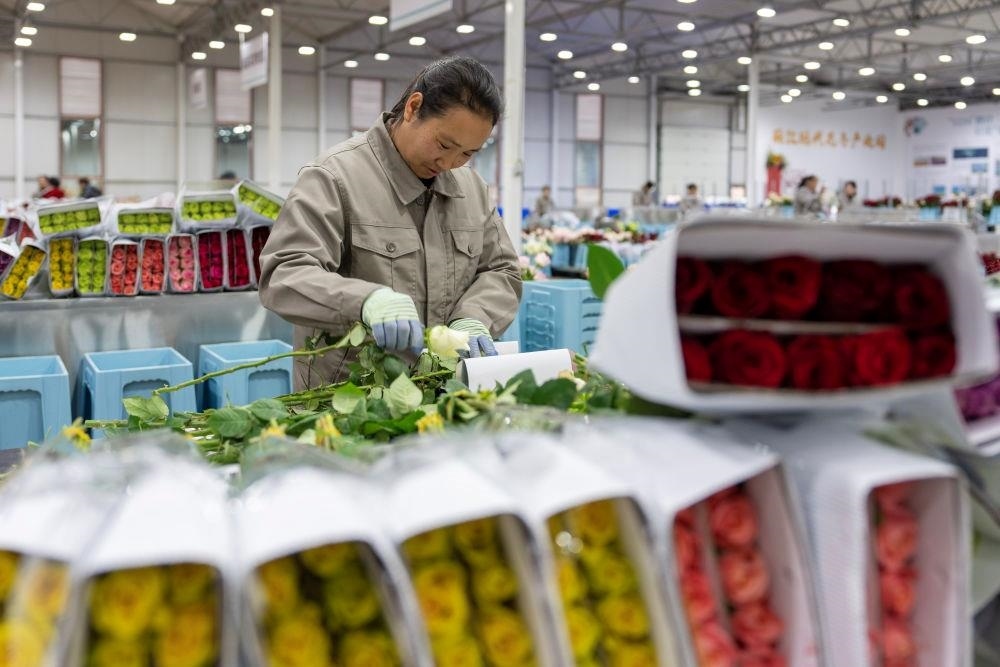 △近日，工作人員在云南麗江現(xiàn)代花卉產(chǎn)業(yè)園包裝鮮花。