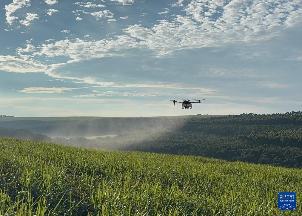 3月25日，在南非夸祖魯-納塔爾省的方廷希爾莊園，中國農(nóng)用無人機為甘蔗林噴灑殺菌劑。新華社記者 白舸 攝