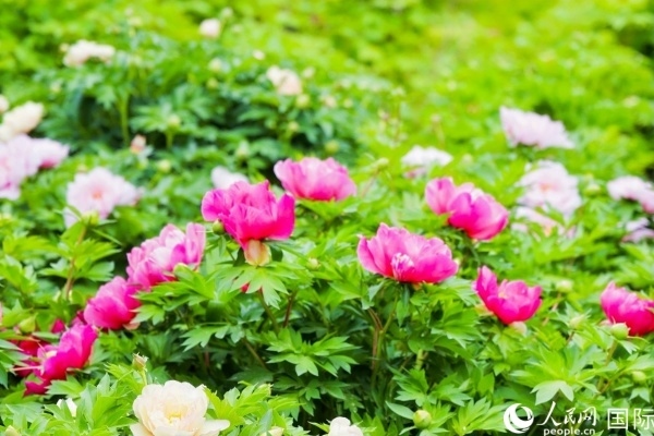 洛陽國家牡丹園牡丹盛開。 人民網(wǎng)記者 魯揚(yáng)攝