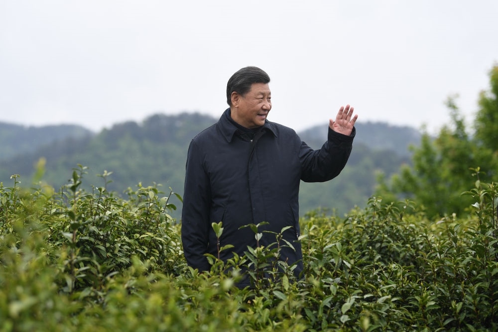 2020年4月21日，習(xí)近平總書記來到陜西安康市平利縣老縣鎮(zhèn)，在茶園考察脫貧攻堅(jiān)情況。新華社記者 燕雁 攝