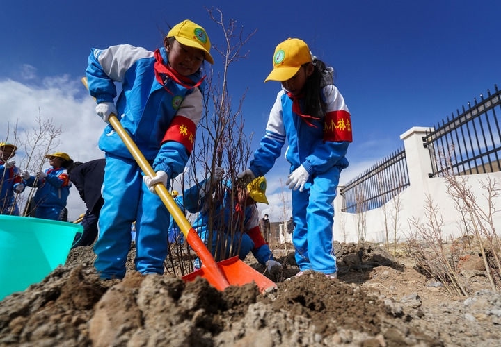 2025年4月25日，西藏那曲市小學(xué)生在植樹(shù)。新華社記者 晉美多吉 攝